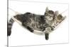 Two Cute Tabby Kittens, Stanley and Fosset, 7 Weeks, Sleeping in a Hammock-Mark Taylor-Stretched Canvas