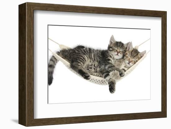 Two Cute Tabby Kittens, Stanley and Fosset, 7 Weeks, Sleeping in a Hammock-Mark Taylor-Framed Premium Photographic Print