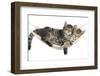 Two Cute Tabby Kittens, Stanley and Fosset, 7 Weeks, Sleeping in a Hammock-Mark Taylor-Framed Premium Photographic Print