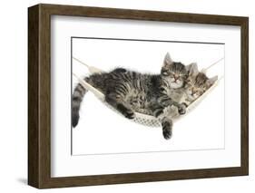 Two Cute Tabby Kittens, Stanley and Fosset, 7 Weeks, Sleeping in a Hammock-Mark Taylor-Framed Premium Photographic Print