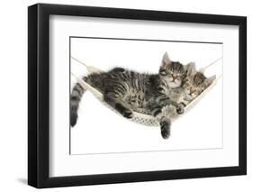 Two Cute Tabby Kittens, Stanley and Fosset, 7 Weeks, Sleeping in a Hammock-Mark Taylor-Framed Premium Photographic Print