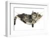 Two Cute Tabby Kittens, Stanley and Fosset, 7 Weeks, Sleeping in a Hammock-Mark Taylor-Framed Premium Photographic Print