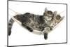 Two Cute Tabby Kittens, Stanley and Fosset, 7 Weeks, Sleeping in a Hammock-Mark Taylor-Mounted Premium Photographic Print