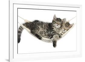 Two Cute Tabby Kittens, Stanley and Fosset, 7 Weeks, Sleeping in a Hammock-Mark Taylor-Framed Photographic Print