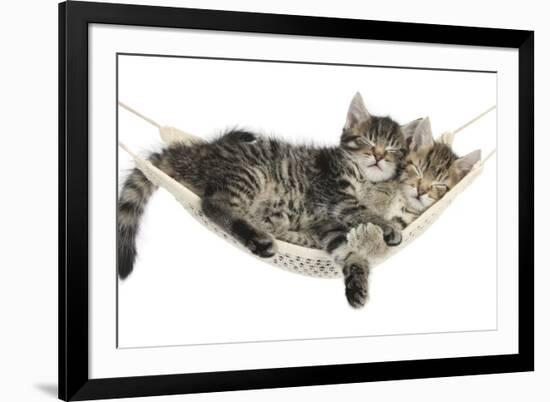 Two Cute Tabby Kittens, Stanley and Fosset, 7 Weeks, Sleeping in a Hammock-Mark Taylor-Framed Photographic Print