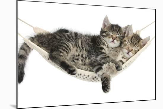 Two Cute Tabby Kittens, Stanley and Fosset, 7 Weeks, Sleeping in a Hammock-Mark Taylor-Mounted Photographic Print