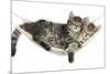 Two Cute Tabby Kittens, Stanley and Fosset, 7 Weeks, Sleeping in a Hammock-Mark Taylor-Mounted Photographic Print