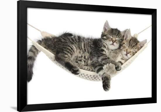 Two Cute Tabby Kittens, Stanley and Fosset, 7 Weeks, Sleeping in a Hammock-Mark Taylor-Framed Photographic Print