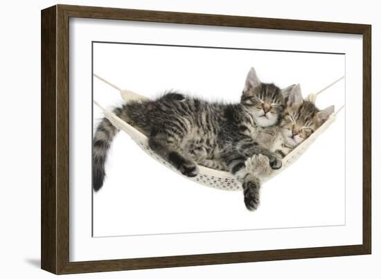 Two Cute Tabby Kittens, Stanley and Fosset, 7 Weeks, Sleeping in a Hammock-Mark Taylor-Framed Photographic Print