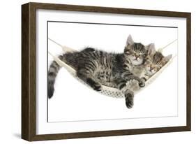 Two Cute Tabby Kittens, Stanley and Fosset, 7 Weeks, Sleeping in a Hammock-Mark Taylor-Framed Photographic Print