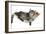 Two Cute Tabby Kittens, Stanley and Fosset, 7 Weeks, Sleeping in a Hammock-Mark Taylor-Framed Photographic Print