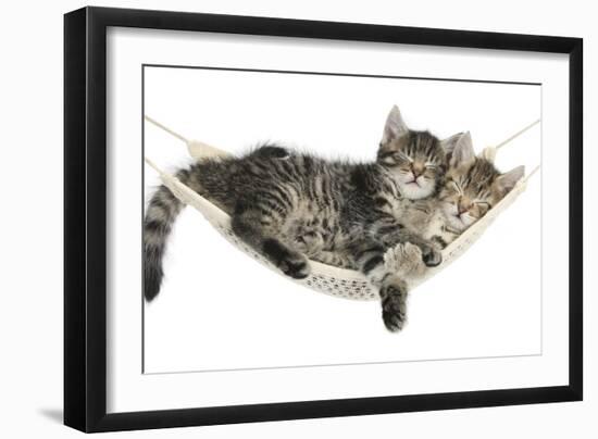 Two Cute Tabby Kittens, Stanley and Fosset, 7 Weeks, Sleeping in a Hammock-Mark Taylor-Framed Photographic Print