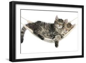 Two Cute Tabby Kittens, Stanley and Fosset, 7 Weeks, Sleeping in a Hammock-Mark Taylor-Framed Photographic Print