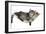 Two Cute Tabby Kittens, Stanley and Fosset, 7 Weeks, Sleeping in a Hammock-Mark Taylor-Framed Photographic Print