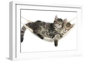 Two Cute Tabby Kittens, Stanley and Fosset, 7 Weeks, Sleeping in a Hammock-Mark Taylor-Framed Photographic Print