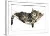 Two Cute Tabby Kittens, Stanley and Fosset, 7 Weeks, Sleeping in a Hammock-Mark Taylor-Framed Photographic Print