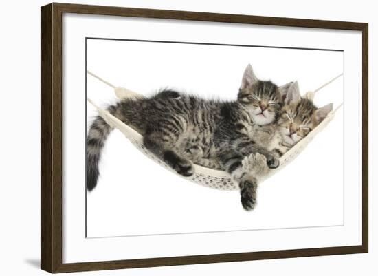 Two Cute Tabby Kittens, Stanley and Fosset, 7 Weeks, Sleeping in a Hammock-Mark Taylor-Framed Photographic Print