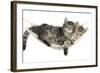 Two Cute Tabby Kittens, Stanley and Fosset, 7 Weeks, Sleeping in a Hammock-Mark Taylor-Framed Photographic Print