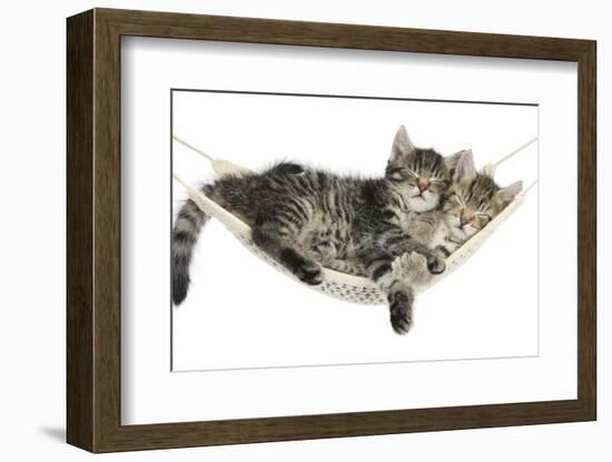 Two Cute Tabby Kittens, Stanley and Fosset, 7 Weeks, Sleeping in a Hammock-Mark Taylor-Framed Photographic Print