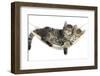 Two Cute Tabby Kittens, Stanley and Fosset, 7 Weeks, Sleeping in a Hammock-Mark Taylor-Framed Photographic Print