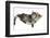 Two Cute Tabby Kittens, Stanley and Fosset, 7 Weeks, Sleeping in a Hammock-Mark Taylor-Framed Photographic Print