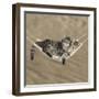 Two Cute Tabby Kittens, Stanley And Fosset, 7 Weeks, Sleeping In A Hammock-Mark Taylor-Framed Photographic Print