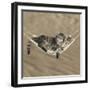 Two Cute Tabby Kittens, Stanley And Fosset, 7 Weeks, Sleeping In A Hammock-Mark Taylor-Framed Photographic Print