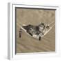 Two Cute Tabby Kittens, Stanley And Fosset, 7 Weeks, Sleeping In A Hammock-Mark Taylor-Framed Photographic Print