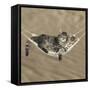 Two Cute Tabby Kittens, Stanley And Fosset, 7 Weeks, Sleeping In A Hammock-Mark Taylor-Framed Stretched Canvas