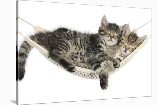 Two Cute Tabby Kittens, Stanley and Fosset, 7 Weeks, Sleeping in a Hammock-Mark Taylor-Stretched Canvas