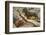 Two Dachshunds-null-Framed Photographic Print