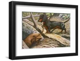 Two Dachshunds-null-Framed Photographic Print