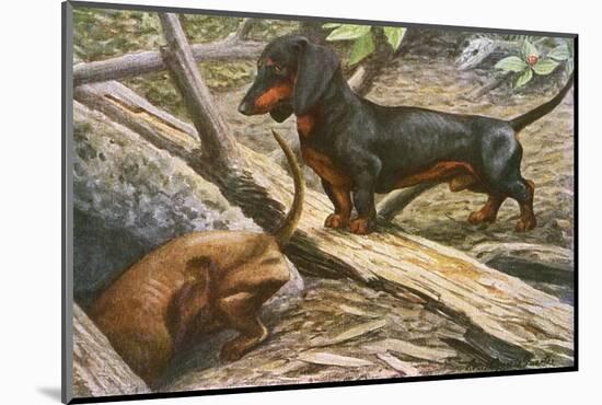 Two Dachshunds-null-Mounted Photographic Print