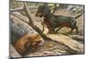 Two Dachshunds-null-Mounted Photographic Print