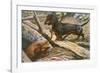 Two Dachshunds-null-Framed Photographic Print