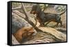 Two Dachshunds-null-Framed Stretched Canvas