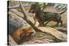 Two Dachshunds-null-Stretched Canvas