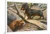 Two Dachshunds-null-Framed Photographic Print