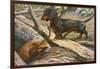 Two Dachshunds-null-Framed Photographic Print