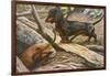 Two Dachshunds-null-Framed Photographic Print