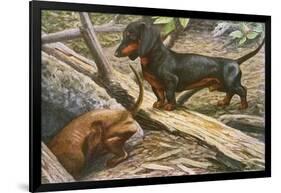 Two Dachshunds-null-Framed Photographic Print