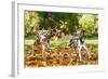 Two Dalmatian Dogs Playing with Leaves in Autumn-Grigorita Ko-Framed Photographic Print