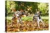 Two Dalmatian Dogs Playing with Leaves in Autumn-Grigorita Ko-Stretched Canvas