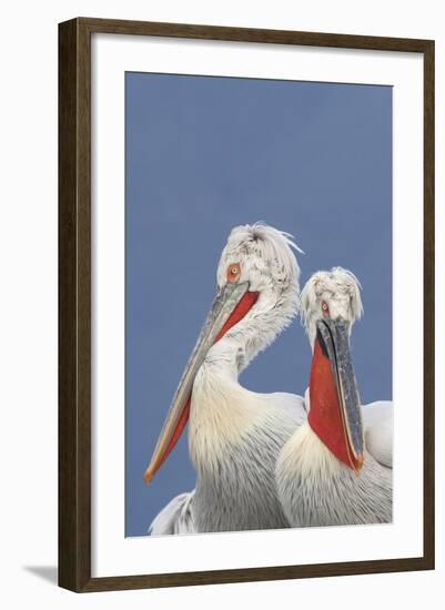 Two Dalmatian Pelicans (Pelecanus Crispus) Lake Kerkini, Macedonia, Greece, February 2009-Peltomäki-Framed Photographic Print