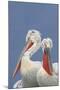 Two Dalmatian Pelicans (Pelecanus Crispus) Lake Kerkini, Macedonia, Greece, February 2009-Peltomäki-Mounted Photographic Print