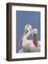 Two Dalmatian Pelicans (Pelecanus Crispus) Lake Kerkini, Macedonia, Greece, February 2009-Peltomäki-Framed Photographic Print