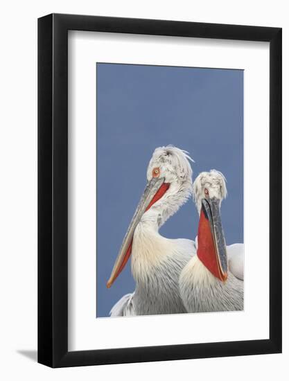 Two Dalmatian Pelicans (Pelecanus Crispus) Lake Kerkini, Macedonia, Greece, February 2009-Peltomäki-Framed Photographic Print