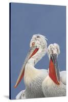 Two Dalmatian Pelicans (Pelecanus Crispus) Lake Kerkini, Macedonia, Greece, February 2009-Peltomäki-Stretched Canvas