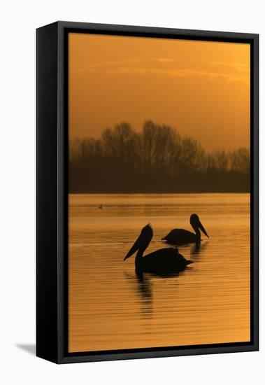 Two Dalmatian Pelicans (Pelecanus Crispus) on Lake Kerkini at Sunrise, Macedonia, Greece-Peltomäki-Framed Stretched Canvas