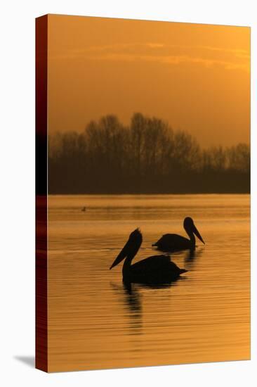 Two Dalmatian Pelicans (Pelecanus Crispus) on Lake Kerkini at Sunrise, Macedonia, Greece-Peltomäki-Stretched Canvas